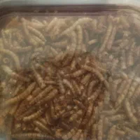 ،میلورم،پلت میوه ای،قلاده