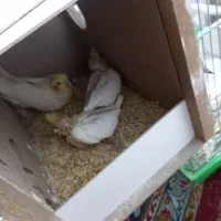 جوجه عروس لوتینو سرلاکی|پرنده|اردکان, |دیوار