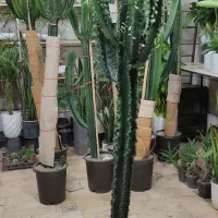 ایفوربیا تریگونا|گل و گیاه طبیعی|قدس, شهرقدس|دیوار