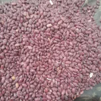 خرید و فروش لوبیا