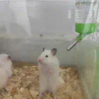 همستر اهلی و خونگی بازیگوش|موش و خرگوش|نیشابور, شهرک قدس|دیوار