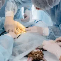 کلینیک تخصصی دامپزشکی دامپزشک عقیم سازی سگ گربه