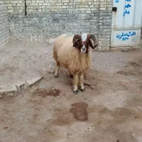 قوچ. اهواز|حیوانات مزرعه|حمیدیه, |دیوار