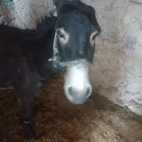 الاغنر|حیوانات مزرعه|فلارد, |دیوار