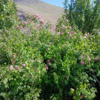 گل محمدی روستا