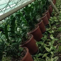 گل آپارتمانی،زاموفلیا، آگلونما و.عمده تحویل رایگان