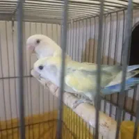 عروس کوتوله|پرنده|مشهد, نیزه|دیوار