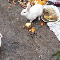 خرگوش|موش و خرگوش|بجنورد, |دیوار