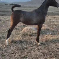 اسب|اسب و تجهیزات اسب‌سواری|بیستون, |دیوار