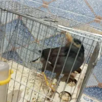 مرغ مینا|پرنده|زاهدان, |دیوار