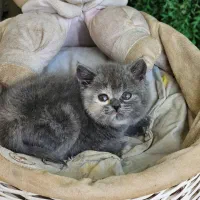 بریتیش بلو لانگ سفید کرم