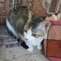 واگذاری گربه های ملوس خانگی رایگان