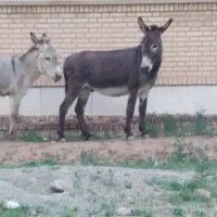 الاغ نر اخته