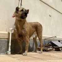 ماده سرابی درجه یک|سگ|اردبیل, |دیوار