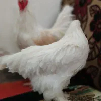 مرغ و خروس برهما|حیوانات مزرعه|اهواز, کوی مهدیس|دیوار