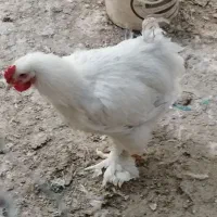 خروس برهما لایت|حیوانات مزرعه|هشتگرد, خور|دیوار