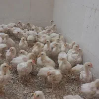 جوجه خروس ۲ ماهه|حیوانات مزرعه|اردکان, |دیوار