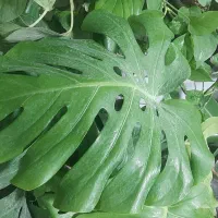 حراج انواع گل فروشی ارش|گل مصنوعی|لردگان, |دیوار