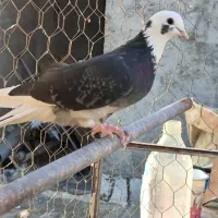 کفتر