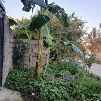 نهال موز|گل و گیاه طبیعی|آمل, |دیوار