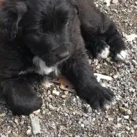 سگ ماده قدرجونی تمام عیار