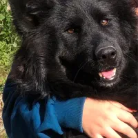 واگذاری سگ ژرمن ماده