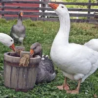 فروش غاز محلی ارگانیک