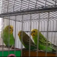 ۳عدد مرغ عشق دوتا ماده یکی نره همه باهم میفروشم