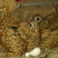 سلام تخم مرغ نطفه دار|حیوانات مزرعه|رفسنجان, |دیوار