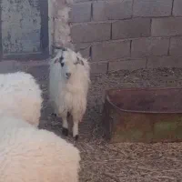 ۲بزغاله نر چاق|حیوانات مزرعه|قائن, |دیوار