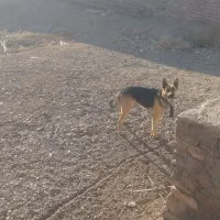 سگ ژرمن|سگ|زرند, |دیوار