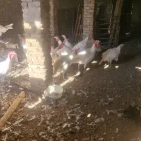 بوقلمون|حیوانات مزرعه|سبزوار, ابارش|دیوار