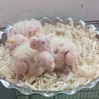 عروس هلندی در همه نژاد