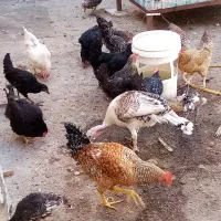 مرغ وخروس بوقلمون