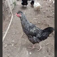 ۶ عدد مرغ و خروس ۴ ماهه