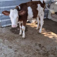 گاو (گوساله ماده سیمینتال چهار ماهه)