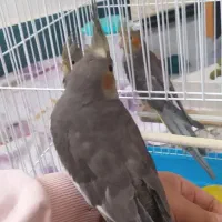 عروس هلندی|پرنده|میانه, |دیوار