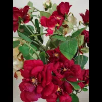 گل مصنوعی|گل مصنوعی|اراک, |دیوار