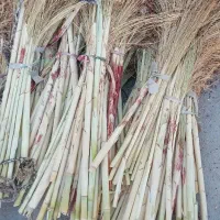 جارو گال رسیده