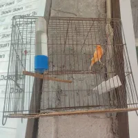 فروش قناری نر مست