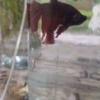 ماهی تنگی|ماهی|خاش, |دیوار