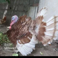 بقلمون محلی