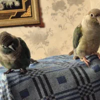 گرینچیک نر و ماده|پرنده|کرج, گلشهر|دیوار