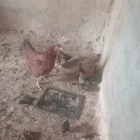 مرغ لاری با 10تا جوجه لاری دورگ