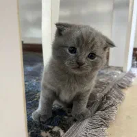 گربه اسکاتیش فولد و آنفولد|گربه|کرمان, |دیوار