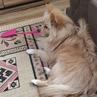 سگ پامر روباهی 1 ساله|سگ|شاهینشهر, مسکن مهر|دیوار