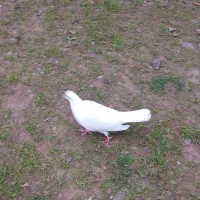 یک عدد کبوتر ماده