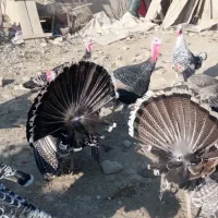 فروش بوقلمون