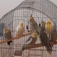 عروس هلندی سخنگو مست وآماده|پرنده|محمدشهر, شهرک چمران|دیوار