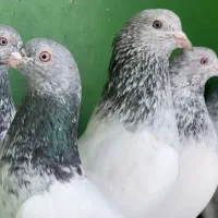 پاکستانی درجه یک|پرنده|میناب, |دیوار